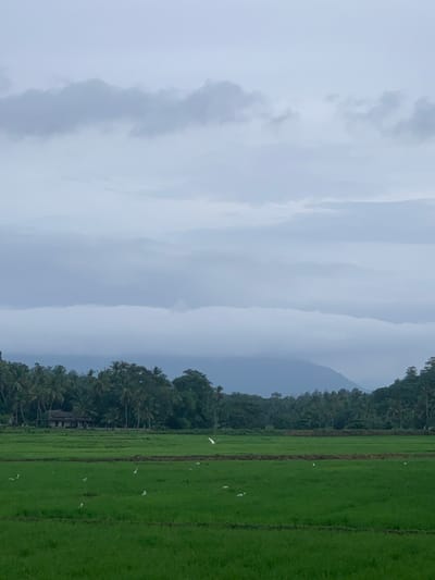 The image captures a rural landscape in Walasmulla, Sri Lanka, under an overcast sky. In the foreground, a vibrant green paddy field stretches across the frame. Several white egrets are scattered throughout the field, some appearing to forage or stand still. One egret in the middle ground is captured mid-flight, its wings extended.
Behind the paddy field, a line of dense green trees and palm trees forms a natural border. Among the trees, a traditional Sri Lankan house with a tiled roof is partially visible. Further in the background, lush, rolling hills rise, partially obscured by a low-lying band of white clouds that seems to hug the contours of the terrain. The sky above is a pale, muted gray, indicative of cloudy weather. The overall impression is one of a serene, agricultural setting.