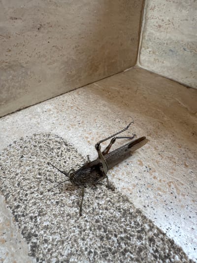 A detailed description of the image is as follows: A close-up shot captures a grasshopper clinging to a textured, likely stone surface. The grasshopper, brownish-grey in color, is oriented diagonally across the frame, its long antennae prominently visible. The stone surface is marked by a color variation as well as textures, varying between lighter, smoother sections and darker, more granular areas, which could indicate weathering or staining. The background features a corner where two sections of the stone surface meet. It’s impossible to know the location in the city of Rignano Flaminio, Italy without external data.