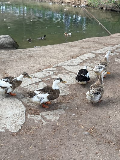 The image shows a group of ducks near a body of water, likely a pond or lake. The location appears to be a park setting with a paved area where some of the ducks are standing. The ducks are a mix of different patterns and colors, including white, black, and brown. Some ducks are on the ground, while others are in the water. There are trees and other vegetation visible on the opposite side of the water. The image appears to be taken outdoors in natural lighting. Based on the prompt, this is located in Unknown, Armenia.