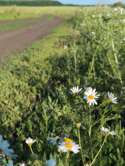 This image depicts a close-up view of daisies growing along a dirt road in a grassy field. The road curves into the distance, bordered by lush green vegetation. The focus is on several white daisies with yellow centers, some in bloom and others as buds, interspersed with thorny green plants. The background is softly blurred, showing more greenery and a distant tree line under a blue sky. The scene suggests a rural or semi-rural environment in the city of Vyshki, Russia. No people or animals are visible in the image.