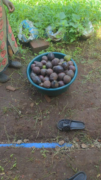 The image shows a collection of dark, round fruits in a green plastic bowl placed on dirt ground. The bowl appears to be full, with some fruits exhibiting slightly varied colors. Next to the bowl, a pair of dark-colored sandals rests on the ground. Nearby, there is a blue painted line and some green vegetation. A person wearing a patterned skirt and Crocs, can be seen. The location is possibly in Longuo 'A', Tanzania.