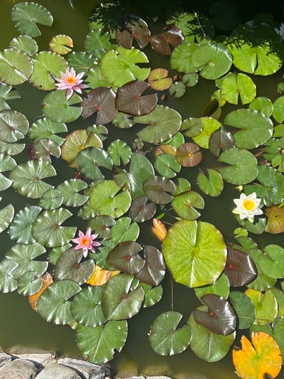 The image displays a close-up, overhead view of a tranquil pond filled with numerous lily pads in various shades of green and reddish-brown. Several water lilies are in bloom; one is a vibrant white with a yellow center, and two others are a delicate pink with darker centers. The water is a deep green, reflecting the surrounding foliage and dappled sunlight. In the lower left corner, a section of rough, grey stones borders the pond. The scene is situated in the city of Tatariv, Ukraine, suggesting a natural or landscaped garden setting. There are no people or visible animals in the image. The overall impression is one of peaceful natural beauty.
