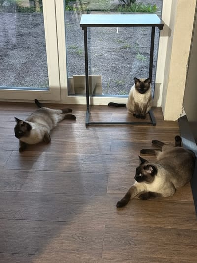 In Kerro, Russia, three Siamese cats are lying on a wooden floor in front of a large window. The window overlooks a gravel area with some greenery. One cat is sitting upright in the middle of the frame, facing the viewer. Another cat is lying on its side to the left of the frame, looking away from the camera. The third cat is lying on its stomach to the right of the frame, also looking away. A black metal side table is positioned in front of the window. The lighting suggests it is daytime.
