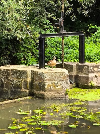 The image displays a static scene at a water control gate in Wolfisheim, France. In the midground, a single brown and white duck stands on its left leg atop a large, weathered stone masonry block. The stone block exhibits visible discoloration, lichen, and moss growth. Directly behind the duck and the stone block, a black-painted steel structure is present, forming part of a sluice or lock gate mechanism, characterized by vertical supports and a horizontal crossbeam. A vertical chain mechanism is visible, descending from the upper portion of the steel frame. The foreground consists of a body of water partially covered by numerous green lily pads and several yellow water lilies. Significant portions of the water surface, particularly to the right, are obscured by a dense layer of bright green surface vegetation, consistent with algae or duckweed. The water itself appears dark and reflective. The background is densely vegetated with various species of green deciduous trees and shrubs. No human individuals are present.