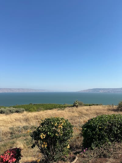 An eye-level, vertical, wide shot captures a scenic vista of the Sea of Galilee under a clear blue sky. The foreground is dominated by dry, golden grass and two large bushes bursting with vibrant yellow and pink flowers. A chain-link fence runs horizontally across the middle ground, separating the flowering bushes from a lush green hillside covered in olive trees and other vegetation. Beyond the green hillside, the calm, deep blue waters of the Sea of Galilee stretch towards a distant, hazy mountain range that forms the horizon. The overall impression is one of a peaceful, sun-drenched landscape in Emek HaYarden Regional Council, Israel.