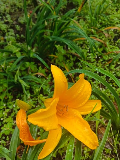 The image presents a close-up, downward-angled view of a single, vibrant yellow-orange daylily flower, densely covered with small water droplets, situated within an outdoor vegetative area in Keo Kouang, Laos. The prominent bloom exhibits six open petals and visible anthers. To the left and slightly below the primary flower, a smaller, developing yellow-orange bud is visible, alongside a partially shriveled, detached orange petal resting on the foliage. The flower is supported by and surrounded by multiple long, green, blade-like leaves, which also bear numerous water droplets. The background consists of a dense, out-of-focus arrangement of various green plants and darker soil patches, consistent with natural ground cover or a garden setting. No people, animals, or artificial structures are present.