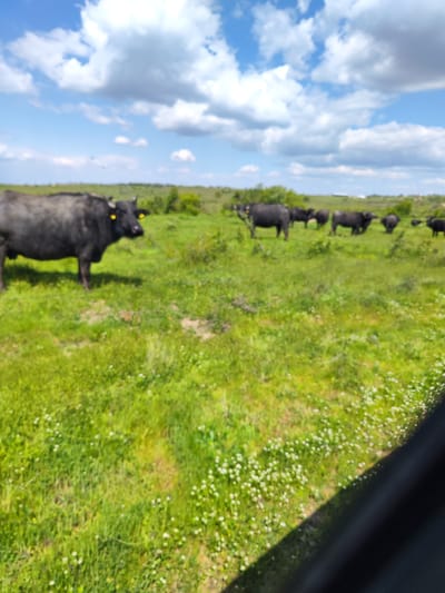 The image depicts a rural scene, potentially in the vicinity of Lesovo, Bulgaria, though direct confirmation of the location within the city is absent. A herd of approximately 8-10 dark-colored cattle, potentially water buffalo or a similar breed, graze in a lush, green pasture. The sky above is blue with scattered white clouds, indicating fair weather. The pasture is dotted with small white flowers. The presence of yellow ear tags on some of the cattle suggests they are likely domesticated and monitored. A dark, out-of-focus element is present in the lower right corner, possibly a part of the vehicle from which the image was taken. The overall impression is one of a pastoral landscape with livestock grazing freely. There is no immediate indication of human presence or activity.