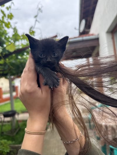 An outdoor, close-up, slightly low-angle, eye-level shot features a person's hands holding a very small black kitten. The kitten is positioned in the center of the frame, facing forward with its blue eyes wide open. Its front paws are visible, with tiny white claws extended. The kitten's fur is spiky, particularly around its ears, which are pointed upwards.

The hands holding the kitten are lightly cupped, with the kitten's body resting against them. A cascade of long, dark brown hair flows from behind the kitten, obscuring much of the background and the person's upper body. A beige hair tie is visible on one of the person's wrists. A silver-colored bracelet adorns the other wrist.

The background suggests a residential area. In the upper left and middle of the frame, blurred green foliage and vines are present, indicating a yard or garden. Behind the hair, a white building with a tiled roof is visible, along with a satellite dish mounted on the wall. The sky is overcast.

The overall impression is of a tender moment between a person and a very young animal. The location is identified as Koniovets, Bulgaria.