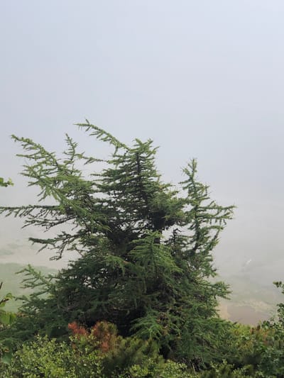 The image depicts a dense evergreen tree in the foreground, its branches covered in needles and small cones. The tree is positioned against a backdrop of thick fog, which obscures the distant landscape. The lower portion of the image shows a dense undergrowth of smaller bushes and some patches of reddish-brown foliage. In the far distance, through the fog, a body of water with some vegetation is faintly visible. There are no people or animals present in the image. The location is the city of Ola, Russia.