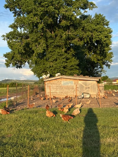This image captures a vibrant rural scene in Doganovo, Bulgaria, under warm, golden sunlight, indicative of either late afternoon or early morning. The sky is bright blue with scattered white clouds.
A large, lush tree with dense green foliage dominates the left side of the frame, casting a long, distinct shadow across the grassy foreground to the right. Adjacent to the tree, a rustic wooden chicken coop or shed is visible, featuring a window and a roof that appears to have translucent panels. Two white geese or ducks are perched atop the coop.
A wire mesh fence encloses an area next to and in front of the coop, where several chickens are present. Many more chickens, displaying various shades of brown and light brown, are scattered both inside this enclosure and on the surrounding green grass. They appear to be foraging or resting. A metal feeder or waterer is discernible within the fenced area. The ground consists primarily of healthy green grass, with some bare soil visible within the chicken run. In the background, a sprawling landscape of fields and distant trees stretches towards the horizon, confirming a peaceful, expansive rural setting. No visible text is present in the image.