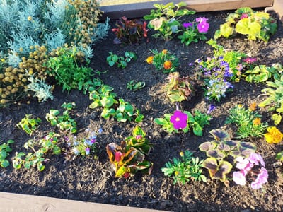 The image depicts a close-up view of a raised garden bed filled with a variety of colorful flowers and foliage. The soil appears dark and mulched. In the upper left, there is a large cluster of feathery, silvery-green plants with small yellow spherical buds. To the right of this, various plants with green leaves and small flowers are visible, including pink and purple blooms. Towards the center and right of the frame, there are marigold-like flowers in shades of orange and yellow, as well as some plants with dark, reddish-green leaves and small pink flowers. The garden bed is bordered by what appears to be wooden planks. The lighting suggests it is daytime, with shadows cast by the plants. The scene is located in the city of Melling, United Kingdom.