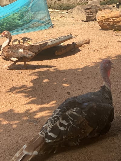 The image depicts an outdoor scene with various fowl on sandy ground, possibly in Daniel, Nigeria. In the foreground, a large turkey with dark plumage and a reddish, wattled neck is positioned facing right, its head slightly raised. Behind the turkey, a duck with brown and white feathers is lying down, accompanied by three ducklings. The ducklings appear to be pecking at the ground. In the background, there are large logs and a blue mesh covering some greenery. The ground is covered in fine sand and wood shavings, with dappled sunlight creating shadows. The overall environment suggests a rural or semi-rural setting.