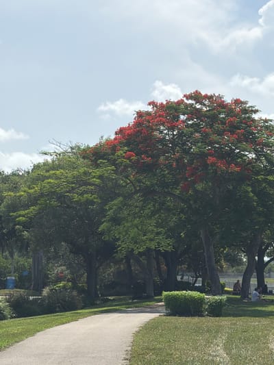 A wide shot captures a park scene in Dania Beach, Florida. In the foreground, a paved pathway curves from the lower left corner into the middle ground. Grassy areas flank the path, with manicured green bushes situated to the right of the path in the middle ground.
Dominating the background are several large trees, their canopies lush with green foliage. One prominent tree in the center right is adorned with a profusion of bright red flowers, creating a striking contrast against the green leaves and the bright blue sky with scattered white clouds.
Further in the background, under the shade of the trees, several individuals are visible on the grass. To the right, two people are seated, with one person in a white shirt and another in darker clothing. Further to the right, another individual is lying down. The overall impression is that of a pleasant outdoor recreational space.