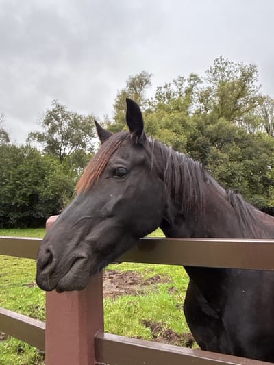 A dark brown horse is depicted in a close-up, profile view, resting its head and neck on a painted fence railing in an outdoor, pastoral setting. The horse's head faces left, with its right eye partially closed and its muzzle relaxed. Its mane is dark brown, featuring some reddish-brown strands in the forelock. The fence consists of reddish-brown posts and darker brown horizontal rails. Behind the fence, a field of green grass is visible, with patches of darker, possibly muddy, ground. In the background, numerous green trees with dense foliage extend upwards under an overcast, light gray sky. The scene is located in Huasca de Ocampo, Mexico.