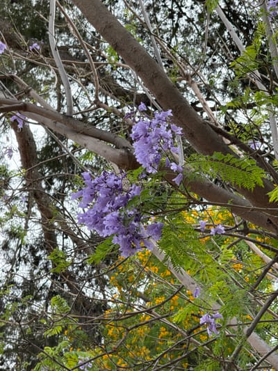 The image depicts a close-up view of a jacaranda tree in bloom, with clusters of delicate purple flowers and feathery green leaves cascading from its branches. The tree's rough, grey bark is prominent, with several thick branches crisscrossing the frame. In the background, out of focus, is a vibrant tapestry of yellow flowers, suggesting the presence of another blooming tree or shrub nearby. The scene is set against a bright, overcast sky. The specific location of this jacaranda tree is within the municipality of Benirredrà, Spain. There are no people or animals visible in the image.
