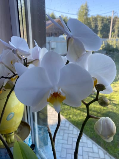 The image shows a cluster of white orchids with yellow centers, with several buds also visible, placed on a windowsill. Outside the window, a blurred background displays green foliage, trees, a fence, a wooden house, and a telephone pole, suggesting an outdoor, possibly rural or suburban environment. A yellow ceramic object, possibly a decorative item or a planter, is partially visible to the left of the orchids. The windowsill has a reflective surface, and the glass of the window has water droplets. The scene is lit by natural daylight. The location is specified as Karabánovo, Russia, which is a town in the Vladimir Oblast.