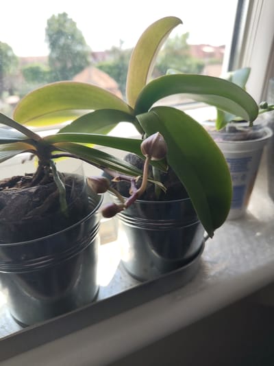 Two potted orchid plants are on a windowsill. The plant on the left has green leaves and visible roots. The plant on the right also has green leaves and several flower buds. The window is behind the plants, and the view outside is blurred, showing trees and buildings. The windowsill appears to be white or light-colored, and the pots are metallic grey. The image is taken indoors.