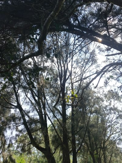 The view looks upward through the dense canopy of trees. Branches, thick and gnarled, reach across the frame, obscuring the sky. Sunlight struggles to penetrate the foliage, creating dappled light patterns. The trees are bare, revealing intricate branch structures against the bright sky. Below, glimpses of green undergrowth hint at the forest floor. The overall impression is one of depth, complexity, and natural beauty.