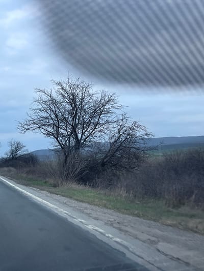 This image displays a rural roadside environment near Struino, Bulgaria. The lower-left foreground shows a dark asphalt road with a partially faded solid white line marking its right edge. Adjacent to the road is a narrow, unpaved shoulder with sparse, dry grassy vegetation and occasional small patches of green growth. Dominating the mid-ground is a large deciduous tree with a dense canopy of bare, dark branches, indicating a dormant state. This tree is surrounded by a thick cluster of dark, leafless shrubs and smaller dormant trees. In the background, undulating hills or low mountains are visible beneath a pale blue-grey, overcast sky. A faint, verdant field is discernible in the distant landscape between the mid-ground vegetation and the hills. The upper portion of the image is characterized by a prominent diagonal striped pattern, consistent with an interior vehicle surface, suggesting the photograph was taken from within a vehicle. No individuals or animals are present.