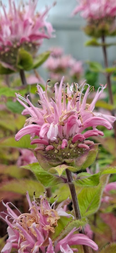 A close-up, vertical, eye-level shot showcases a cluster of pink bee balm flowers in bloom. The central flower, in sharp focus, displays delicate, tubular petals with dried, brown tips. Its base is surrounded by a calyx of fuzzy, green sepals. The background is softly blurred, revealing more pink blossoms and green foliage. The image is set in a garden in Malda, Estonia.