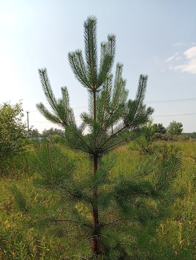 A young pine tree stands in the foreground, its green needles sharp and clustered. The tree is surrounded by tall, dry grass and other green foliage. In the background, a power line pole with wires stretches across the scene, disappearing into the distance. A line of trees forms the horizon, with a few wisps of clouds in the pale blue sky. The setting appears to be a rural or semi-rural area, possibly on the outskirts of the city of Selivanikha, Russia, given the presence of both natural vegetation and power infrastructure. There are no people or animals visible in the image.