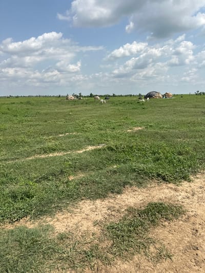 This media file depicts a pastoral scene in Lau, Nigeria, under a partly cloudy sky during daytime. The image is oriented vertically, with the sky and clouds occupying the left portion and a grassy field stretching to the right, bordered by a dry, sandy path.

In the distance, on the left side of the field, there are several large, round objects, possibly hay bales or other agricultural materials, some covered with dark material. Scattered around these objects and further into the field are a few white animals, likely goats or sheep, and a few dark figures that could be larger animals or people. One larger, dark mound, possibly a tent or shelter, is visible near the bales.

The grassy field is predominantly green, with patches of dry, lighter-colored grass and visible tire tracks or pathways pressed into the earth. The sandy path on the right is dry and bare, with sparse tufts of grass growing along its edge. The sky is a bright blue with fluffy white cumulus clouds casting shadows on the landscape. The overall impression is of a rural environment, possibly a farm or grazing land. There is no visible text in the image.