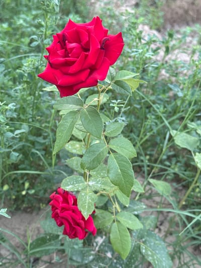 The image shows two red roses in bloom, with lush green foliage surrounding them. The roses are vibrant and velvety, with multiple layers of petals. One rose is fully open, while the other is partially closed. The leaves are a deep green, with some appearing slightly dusty. The background consists of more greenery and dry soil, suggesting an outdoor environment. The image appears to have been taken in Sardoba, Uzbekistan, likely in a garden or natural setting. There are no people or animals present in the image. The lighting is soft and diffused, indicating it might be early morning or late afternoon.