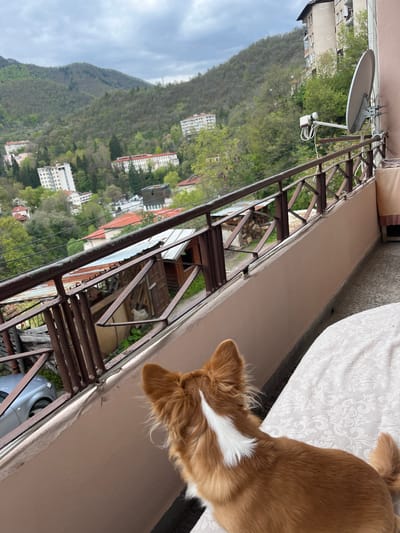 The image captures a serene outdoor scene from a balcony, looking down into a valley and across to a lush mountain range in Нареченски бани, Bulgaria. In the foreground, occupying the bottom right of the frame, is a dog with golden-brown fur and a distinct white blaze on its chest and neck. The dog's back is towards the viewer, and its head is turned, looking intently over a sturdy, dark metal balcony railing with a criss-cross pattern. The balcony itself features a light-colored solid wall along its base, and a portion of a white patterned blanket or cushion is visible on the floor to the left of the dog.
Beyond the balcony and railing, a verdant mountain covered densely with trees fills the left and upper parts of the background. Scattered throughout the green slopes and in the valley below are numerous buildings, varying in size and style, some featuring red-tiled roofs and others with light-colored facades, indicative of a residential or resort town. The sky above the mountains is largely overcast with clouds, suggesting a cloudy daytime setting.
Attached to the building structure, visible above and to the left of the balcony, is a white satellite dish and an associated antenna with several white cables. A small portion of a silver car is also discernible below the balcony on the far right. No people or visible text are present in the image. The overall atmosphere conveyed is one of peaceful observation, with the dog taking in the picturesque surroundings.