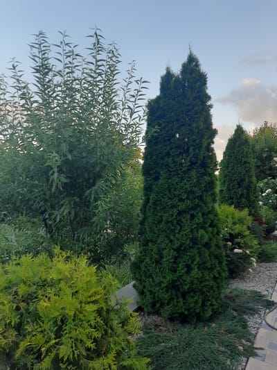 This image captures a well-maintained garden scene in Keleberda, Ukraine. In the foreground, a low-lying evergreen bush with bright green foliage is prominent. Behind it, a tall, conical evergreen tree stands out, flanked by two similar trees. To the left, a large deciduous tree with numerous thin branches and elongated leaves creates a dense canopy. The ground cover consists of small grey stones and a darker green, sprawling evergreen shrub. In the background, more trees and some white roses are visible. The sky above is a pale blue with scattered clouds, suggesting it is late afternoon or early evening. There are no people or animals present in the image.