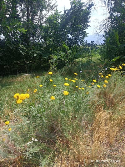 This media file depicts an outdoor scene filled with vegetation under a bright sky, suggesting it was captured during the daytime. The foreground is dominated by a patch of vibrant yellow flowers, likely yarrow or a similar species, growing amidst dry grasses and other green plants. The flowers are clustered and appear in various stages of bloom. Behind the flowers, the scene transitions to a dense area of green trees and foliage, creating a natural backdrop. The sky is visible through gaps in the branches of some of the trees, appearing somewhat hazy or overcast.
The overall setting appears to be a natural, uncultivated area, possibly a field or the edge of a wooded region. The presence of dry grasses and the types of plants suggest a warm-weather environment. The lighting indicates it is likely midday, with the sun casting a bright illumination on the scene.
There is a date and time stamp in the lower right corner of the image: "01.07.2026 13:49". No people or specific objects are identifiable, other than the natural flora. The scene evokes a sense of peacefulness and natural beauty. The location context provided is Chüy, Kyrgyzstan.