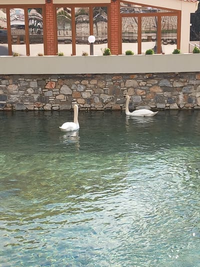 The image captures a scene in Drama, Greece, featuring two white swans swimming in a body of water. A building with numerous windows is visible on the left, reflecting the surrounding scenery. Adjacent to the water, a stone wall stretches along the edge. The water itself has a textured surface, indicative of light ripples or waves.