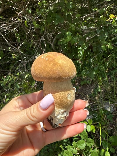 The media file shows a close-up of a person's hand holding a mushroom. The hand has light skin and is adorned with light pink nail polish and a thin white ring on the ring finger. The mushroom appears to be a bolete, with a light brown cap and a thick stem. The mushroom is held in front of a blurred background of greenery, suggesting an outdoor setting. Sunlight illuminates the scene, casting shadows and highlighting the textures of the mushroom and the hand. The overall impression is of a pleasant, casual moment, possibly foraging for mushrooms in a natural environment. The background hints at foliage and possibly a woodland or grassy area, consistent with the provided location context of Žlijebi, Montenegro. There is no visible text in the image.