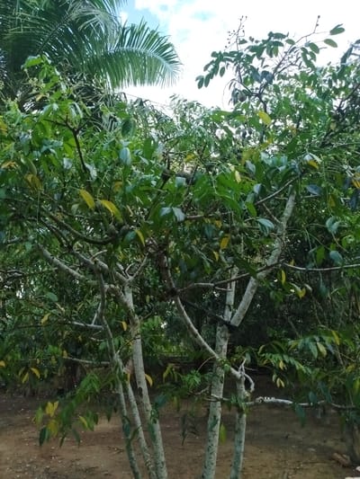 In Beuracanpirak, Indonesia, a medium shot captures a tree with mottled grey and white bark, its branches laden with clusters of green, oval-shaped fruits. The tree is surrounded by lush foliage, with palm fronds visible in the upper left corner. The ground is a mix of dry soil and scattered leaves, suggesting an outdoor, possibly rural setting. The sky above is partly cloudy. No people or animals are present in the image. The scene is natural and still.