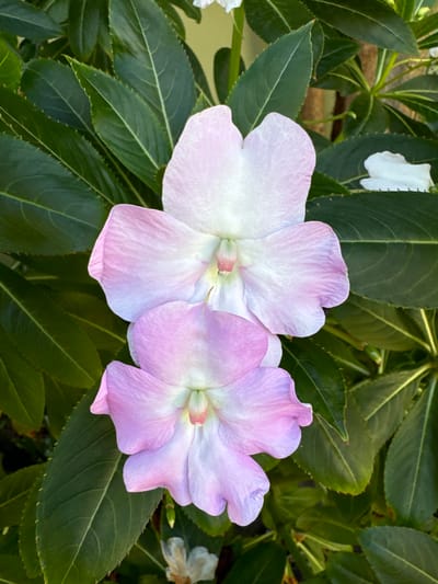 A close-up shot focuses on two light purple impatiens flowers, set against a backdrop of dark green leaves. The flowers have delicate, wavy petals that transition from white at the center to a soft purple at the edges. The centers of the flowers reveal hints of pink. The leaves are glossy and veined, with slightly serrated edges, creating a lush and verdant environment. In the background, a few more white impatiens flowers are partially visible, adding to the floral display. The lighting suggests it might be daytime, with the sunlight illuminating the petals and highlighting their translucent quality. The overall impression is one of natural beauty and tranquility. There is no visible text in the image.