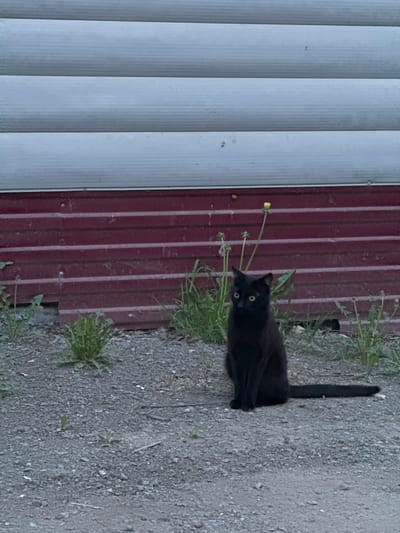 A black cat with yellow eyes stands on a gravel surface next to a corrugated metal wall in Ягул, Russia. The wall is divided into two sections: one with vertical white panels and another with vertical dark red panels. Dandelions and grass grow along the base of the wall and between the gravel. The cat is facing the viewer with its tail raised.