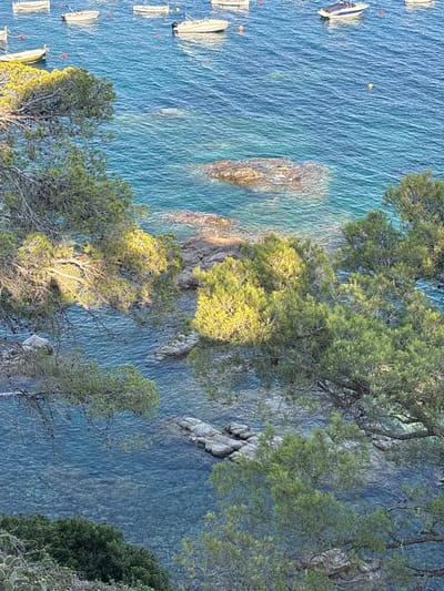 The image shows a high-angle view of a coastal scene in Llafranc, Spain. The foreground is dominated by lush green pine trees with some branches extending over the water. Sunlight filters through the trees, casting dappled light and shadows on the scene.
Below the trees, clear turquoise water stretches out, revealing a rocky seabed in places. Several small white boats are moored in the water, some with visible anchors. A few red and yellow buoys are also scattered in the sea. The water is calm with gentle ripples.
In the background, rugged, rocky cliffs rise from the sea. The overall impression is one of a serene and beautiful Mediterranean coastline. The lighting suggests it is either early morning or late afternoon, with the sun casting a warm glow. No people are visible, and there is no visible text in the image.
