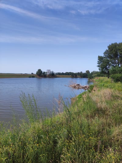 The image depicts a tranquil natural landscape, likely in the vicinity of Прибрежный ауылдық округі, Kazakhstan. A calm, blue body of water dominates the foreground and midground, with gentle ripples on its surface. The far bank of the water is lined with a sparse collection of trees and green, grassy fields. On the right side of the image, the foreground is densely vegetated with tall, green grass and smaller plants dotted with yellow flowers, sloping upwards towards a tree line. A cluster of fallen logs and branches is visible in the water near the right bank. The sky above is a clear, bright blue with a few wispy white clouds. There are no people or animals visible in the scene. The overall impression is one of a serene, undeveloped natural environment.