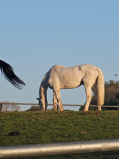 A horse, white with a darker tail, stands on a grassy field under a blue sky. A dark bird flies in the background. Trees and a metal fence post are visible on the right. This photo appears to be taken in Holywell, United Kingdom.
