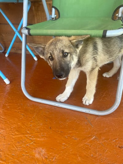 A young, mixed-breed dog with tan and black fur stands on an orange, textured floor beneath a green camping chair. The dog is looking at the camera with its head slightly tilted. Its ears are perked up, and its eyes are wide. The dog's front paws are on the floor, and its hind legs are also visible. The chair's metal frame is visible, as are the blue legs of another chair in the background. The wall behind the chairs is made of wooden planks. The scene appears to be outdoors, possibly on a porch or patio. The location is identified as Бетюнцы, Russia, suggesting a rural or suburban setting.
