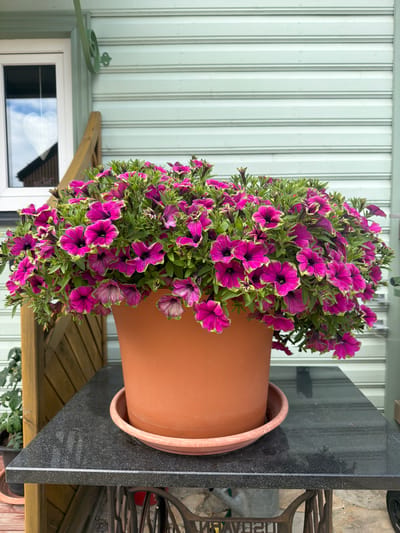 The image shows a large terra cotta pot filled with vibrant magenta and lime-green petunias. The pot sits on a dark, speckled surface, which appears to be a table, possibly made of granite. The table is supported by what looks like an antique sewing machine base. In the background, a light green, horizontally paneled wall suggests an outdoor structure, possibly a house or a shed. To the left, a window with white trim is visible, reflecting a cloudy sky and the silhouette of a building. A wooden railing runs along the left side of the frame. The overall setting appears to be a residential outdoor area. There are no people or animals in the image. The scene is static and devoid of action. This scene could be found in a garden or on a porch in Haapsalu, Estonia, given the architectural style and general appearance of the environment.