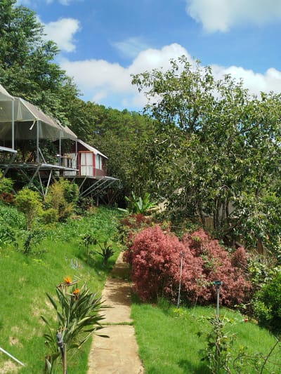 The image depicts a pathway leading through a lush, green landscape in Trường An, Vietnam. On the left side of the path, a Bird of Paradise flower blooms, its vibrant orange petals contrasting with the surrounding foliage. To the right of the path, a dense bush with reddish-pink leaves adds a splash of color. Further back, a red and white house is elevated on stilts, suggesting it is built on a slope or hillside. The house is partially obscured by a large tree with green leaves. In the background, more trees and a clear blue sky with scattered white clouds complete the scene. The overall impression is one of a serene and natural environment, possibly a garden or a rural setting.