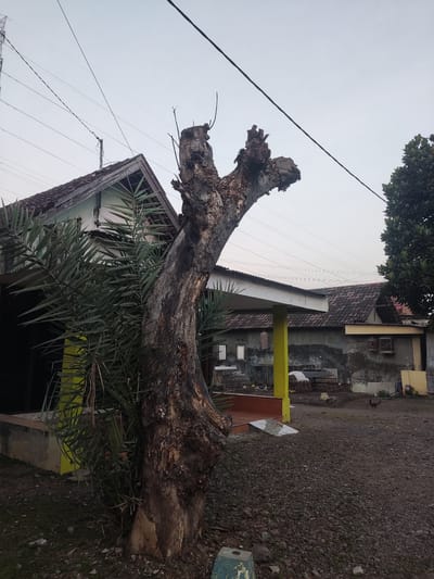 An outdoor, eye-level shot captures a barren tree trunk in the foreground, its rough, dark bark weathered and scarred. The tree stands to the right of a tall, bushy green plant, likely a palm tree, which partially obscures a house. The house features a dark tiled roof and light-colored walls, with a visible yellow pillar supporting an overhang. Beyond this structure, more houses with similar tiled roofs are visible, some appearing weathered. The ground is covered with gravel and patches of dry grass. Electrical wires crisscross the pale sky. A small, brown chicken is seen walking in the middle ground between the houses. The overall setting suggests a rural or semi-rural environment in Sidokepung, Indonesia, characterized by modest housing and natural elements.