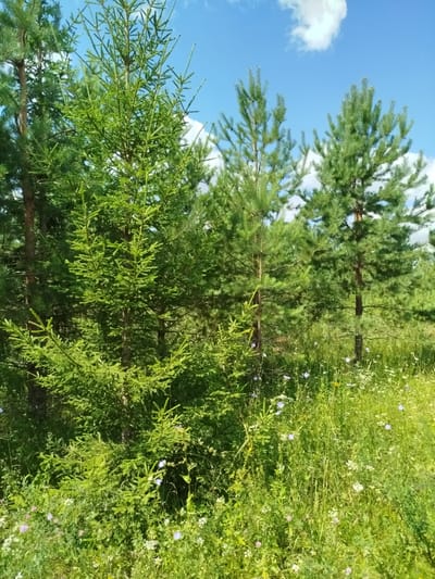 The image depicts a sunlit outdoor scene featuring a dense growth of young pine and spruce trees. The foreground is filled with lush green grass and various wildflowers, including small blue and white blossoms. In the background, taller pine trees are visible against a bright blue sky dotted with fluffy white clouds. The overall impression is of a natural, possibly rural or park-like setting, consistent with the outskirts of a city like Irmar'. No people or animals are present in the frame. The lighting suggests it is daytime, likely late morning or early afternoon.
