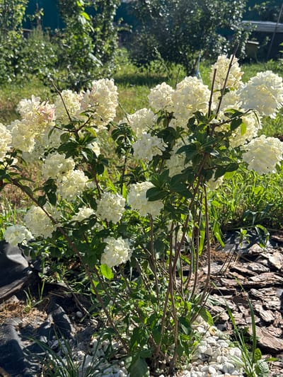 A close-up, eye-level shot captures a flowering hydrangea bush in full bloom, set against a backdrop of dappled sunlight filtering through trees. The bush is densely packed with large, white, cone-shaped flower clusters, some showing hints of pale pink. Its branches are thin and brown, with dark green leaves interspersed among the blossoms. The ground beneath the bush is covered with a layer of black landscape fabric, white pebbles, and bark mulch. In the background, green grass and foliage are visible, with hints of wooden structures and a dark green fence. The overall scene suggests a garden setting, likely in the city of Belous, Russia, during a bright, sunny day. No people or animals are present in the image.