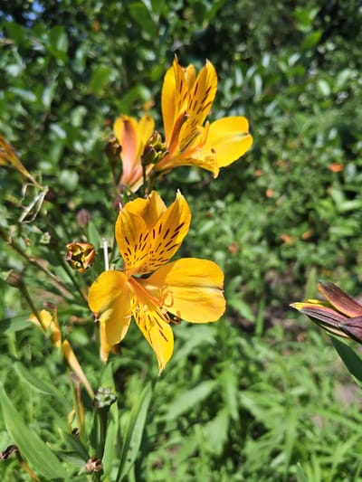 This is a close-up photograph of yellow Alstroemeria flowers with dark speckles on their petals, set against a blurred background of green foliage and some blue sky. The flowers are in various stages of bloom, with some fully open and others still in bud. The lighting suggests it is daytime and sunny, casting shadows and highlighting the vibrant colors of the flowers. The image does not contain any people or signs of human activity. There is no information within the image to suggest a specific location in Unarokovo, Russia.