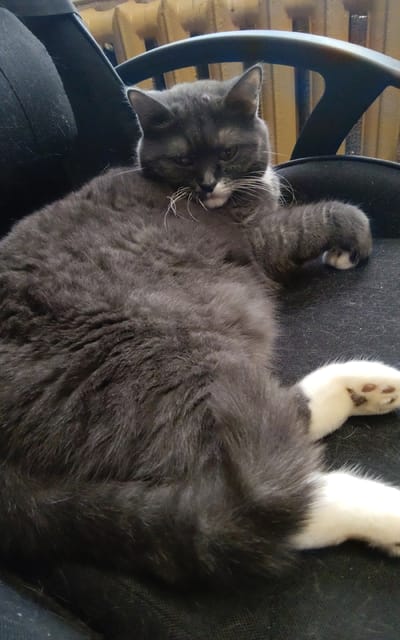 A grey and white cat is lying on a black chair. The cat is facing the camera with its head turned slightly to the side. Its eyes are closed, and its mouth is slightly open. Its front paws are resting on the chair, and its back legs are stretched out. The cat is well-groomed and appears to be healthy. The chair is made of fabric and has a metal frame. The background of the image is a radiator, which is yellow and has a ribbed surface. The location is Zheleznogorsk-Ilimsky, Russia.