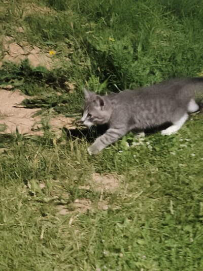 In Kyviškės, Lithuania, a grey tabby kitten with white paws is captured in motion on a sunny day, amidst a patch of green grass and dirt. The kitten is the sole subject, its body angled towards the right side of the frame, indicating movement. Its fur is a mix of grey and darker stripes, and its eyes are open, looking towards the right. The background consists of a blend of lush green grass and exposed soil, with a few small yellow flowers scattered in the middle ground. The lighting suggests a bright outdoor environment, casting subtle shadows on the ground.