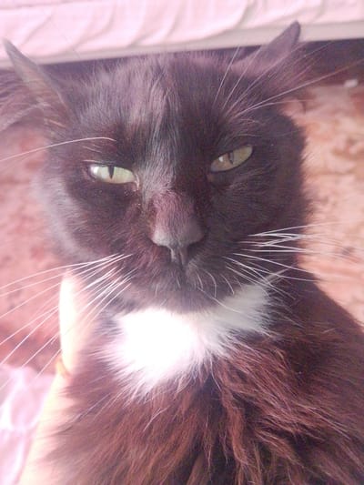This is a close-up, eye-level, full-body shot of a black and white cat. The cat is predominantly black with a white patch on its chest. Its eyes are a light green with vertical pupils. The cat's ears are pointed upwards and slightly outward, and its whiskers are long and white. The background consists of a pink, possibly fabric surface in the upper portion and a textured, brown surface below, which appears to be a floor or ground. The lighting is soft, creating a slightly diffused effect. There are no visible people or any indication of the cat's location in Inhulo-Kamianka, Ukraine.