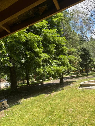 The image shows a view of a graveyard or park-like setting, possibly in Doganovo, Bulgaria. A row of trees lines a dirt path. A patch of green grass extends to the right. A structure with wooden beams is visible in the lower-left corner, indicating a building. The sky is visible through the tree branches. A stone or concrete structure is placed in the grass. The photograph appears to be taken from a slightly elevated perspective.