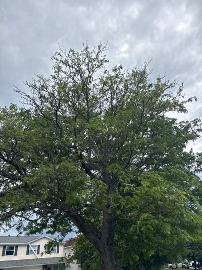 The image, taken in the Town of Cheektowaga, United States of America, presents a view looking up into the canopy of a large, mature tree. The tree's branches are thick and gnarled, covered in dense, green foliage, with some sparser, bare branches visible towards the top. The sky above is overcast with a mix of light and dark gray clouds. Partially visible in the lower left of the frame are the rooftops of residential houses, with some windows and architectural details of the homes. A glimpse of a white car and a dark car can be seen on a street or driveway to the right, behind the lower branches of the tree. The scene is overcast and appears to be daytime.